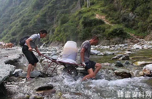 买一瓶好蜂蜜,到底有多难?