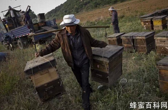买一瓶好蜂蜜,到底有多难?